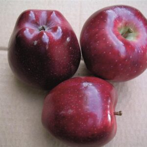 Elma (Scarlet Spur) Fidanı