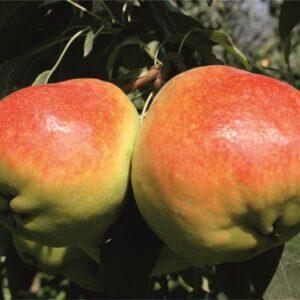 Armut (Deveci) Fidanı