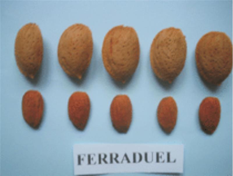 Badem (Ferraduel) Fidanı