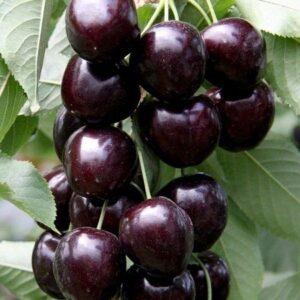 Kiraz (Napolyon) Fidanı