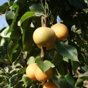 Armut (Nashi) Fidanı