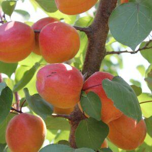 Kayısı (Perfect Red) Fidanı