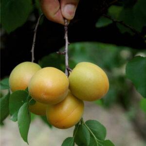 Kayısı (Iğdır-Şalak) Fidanı