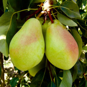 Armut (Santa Maria) Fidanı