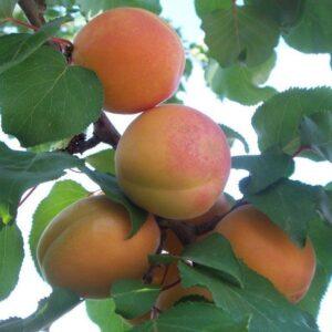 Kayısı (Şekerpare ) Fidanı