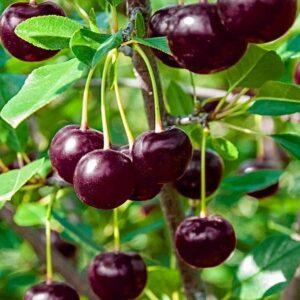 Vişne (Kütahya) Fidanı