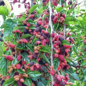 Dut (Avustralya Kırmızı) Fidanı